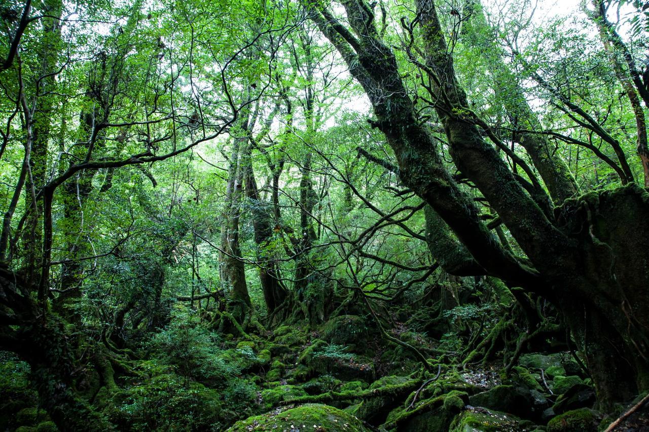 Ananda Chillage Yakushima Hotell Yakushima  Exteriör bild